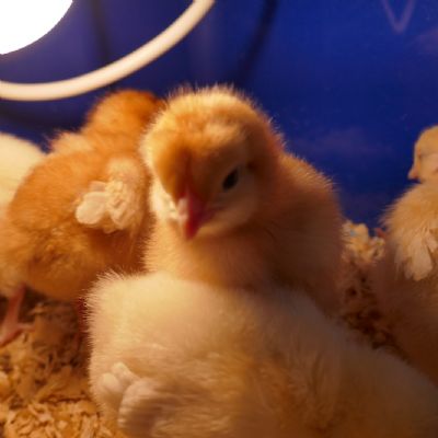 Multiple chicks 