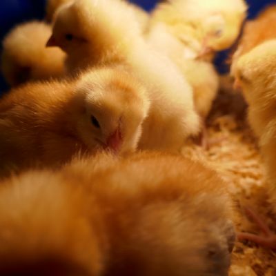 Multiple chicks 