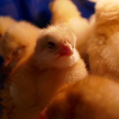 Multiple chicks 