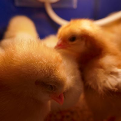 Multiple chicks 