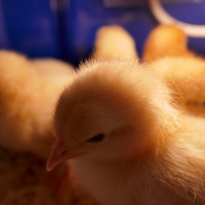 Multiple chicks 