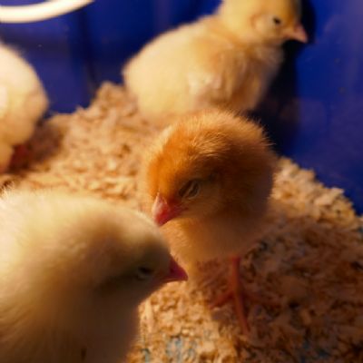 Multiple chicks 